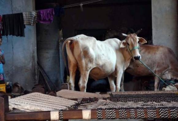 States obliged to compensate victims of cow vigilante groups: Supreme Court