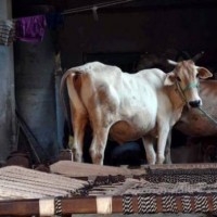 States obliged to compensate victims of cow vigilante groups: Supreme Court