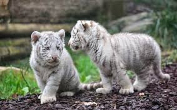 Animal keeper get mauled by tiger cubs