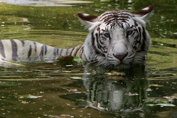 Delhi zoo aims for ‘model zoo’ status