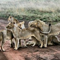 India To Host UN Wildlife Summit In 2020