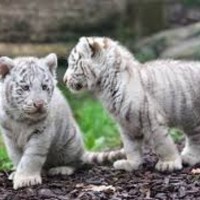 Animal keeper get mauled by tiger cubs