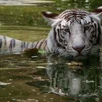 Delhi zoo aims for ‘model zoo’ status