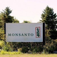 AP To Inspect Cultivation Of Monsanto’s Unapproved GM Cotton