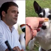 Rahul Gandhi Finally Reveals His ‘Genius’ Twitter Account Manager: It’s ‘Pidy’ His Dog