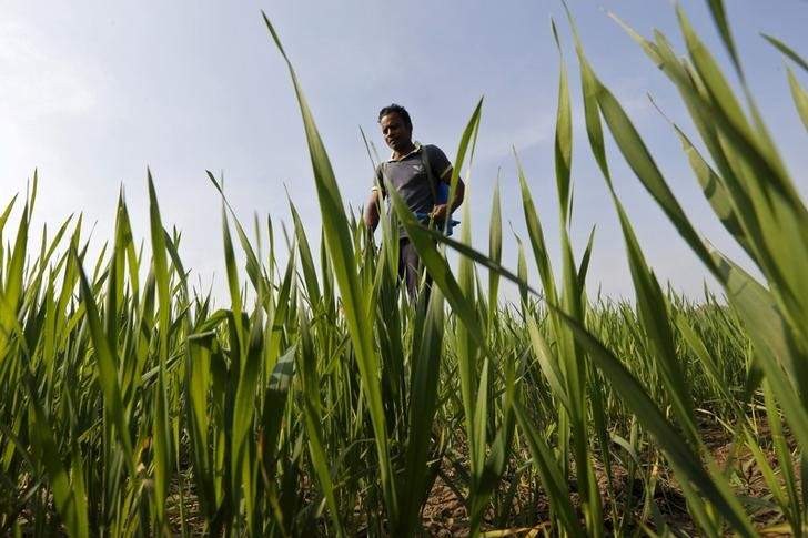 Odisha Plea To Centre For Raise In Input Subsidy For Farmers Odisha Plea To Centre For Raise In Input Subsidy For Farmers