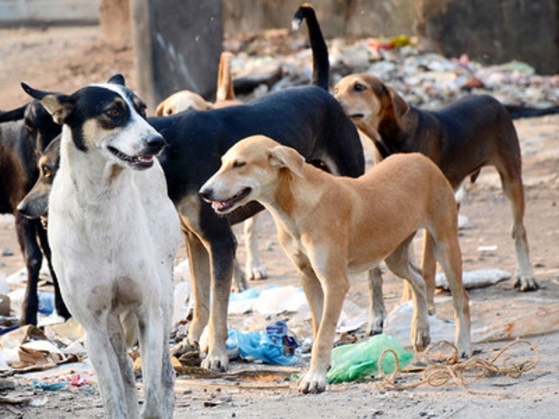 Hubballi residents angry after rabies kills class two boy