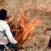No compensation to Odisha farmers who burnt pest-infected paddy crop