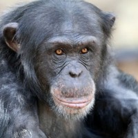 Small but distinct differences among species mark evolution of human brain