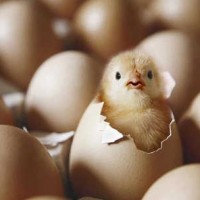 Chicken Becomes Cheaper In AP, While Eggs Prices Shoot Up