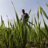 Odisha Plea To Centre For Raise In Input Subsidy For Farmers