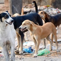 Hubballi residents angry after rabies kills class two boy