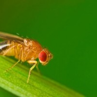 Researchers Explore Complex Genetic Network Behind Sleep Duration