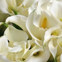 7 harmful houseplants that are a danger in disguise