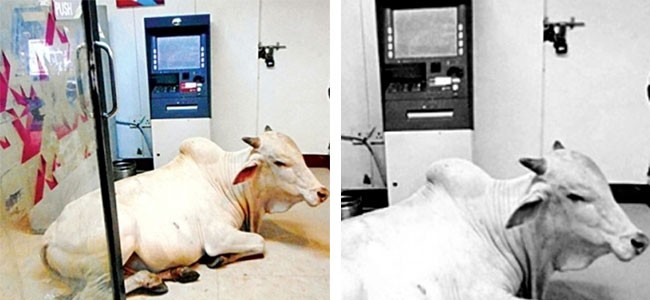 ATMs turned as cow shelters..!! ATMs turned as cow shelters..!!