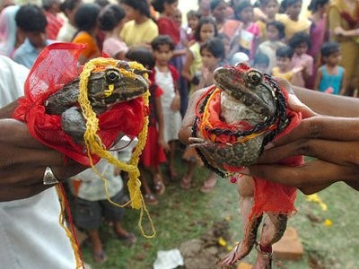 BJP Minister Gets 2 Frogs Married to Make it Rain in MP, Draws Oppn Flak