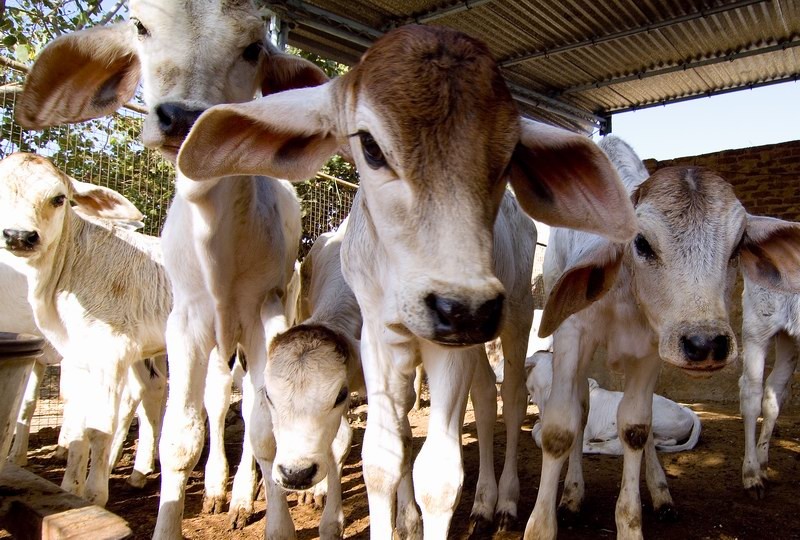 Madhya Pradesh: Muslim woman threatened by family for running cow shelter Madhya Pradesh: Muslim woman threatened by family for running cow shelter