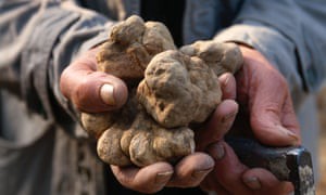 Australia is shaking up the truffle market Australia is shaking up the truffle market