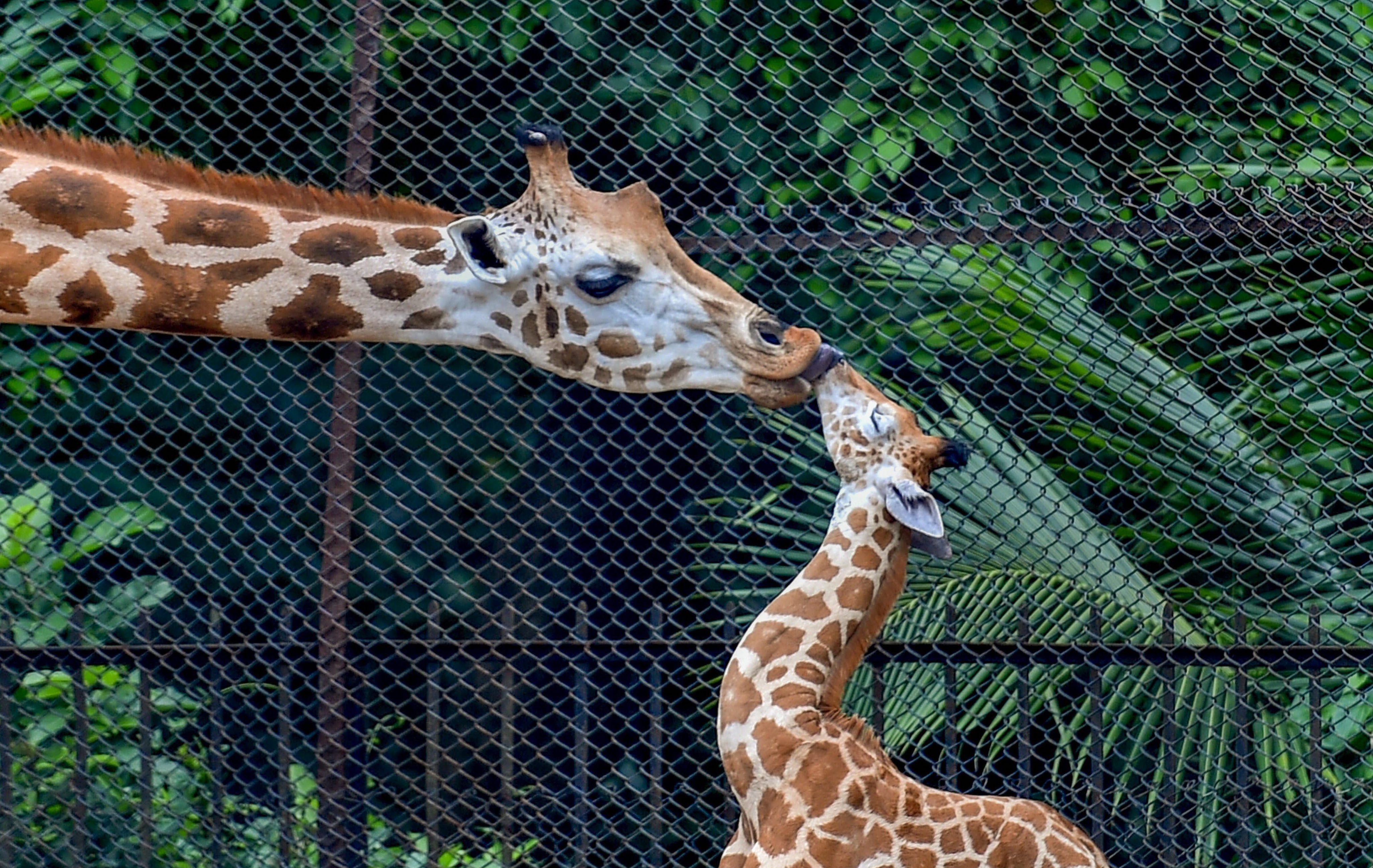 Hangout with animals, Kolkata's Alipur Zoo goes virtual Hangout with animals, Kolkata's Alipur Zoo goes virtual