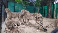 Mysuru zoo gets 3 cheetahs from South Africa Mysuru zoo gets 3 cheetahs from South Africa
