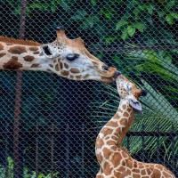 Hangout with animals, Kolkata's Alipur Zoo goes virtual