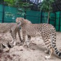 Mysuru zoo gets 3 cheetahs from South Africa