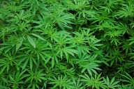 Marijuana use may impair female fertility: Study Marijuana use may impair female fertility: Study
