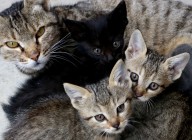 Cats can infect each other with coronavirus: Study Cats can infect each other with coronavirus: Study