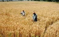Wheat worth Rs 607 crore damaged in Punjab: CAG Wheat worth Rs 607 crore damaged in Punjab: CAG