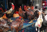 Chicken consumption is safe: Govt