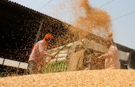 Wheat procurement after middle of April, no word from FCI Wheat procurement after middle of April, no word from FCI