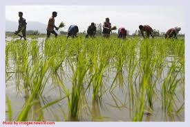 Gujarat govt extends short-term crop loan repayment deadline Gujarat govt extends short-term crop loan repayment deadline