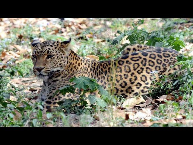Leopard spotted in Chandigarh amid lockdown Leopard spotted in Chandigarh amid lockdown