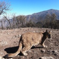 Puma found roaming Chilean capital during COVID-19 curfew