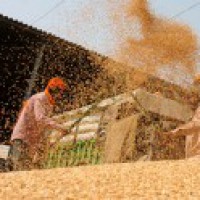 Wheat procurement after middle of April, no word from FCI
