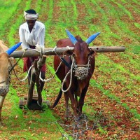 Telugu farmers stare at major crisis amid lockdown