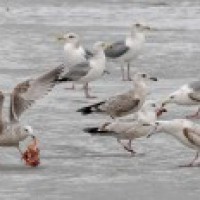 Birds flock Peru beaches amid absence of humans