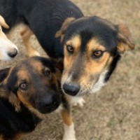 COVID-19: Food for thought for stray animals