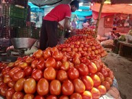 Tomatoes selling below Re 1 per kg in Delhi wholesale markets Tomatoes selling below Re 1 per kg in Delhi wholesale markets