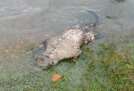 Another leopard carcass found in UP, fourth in a month Another leopard carcass found in UP, fourth in a month