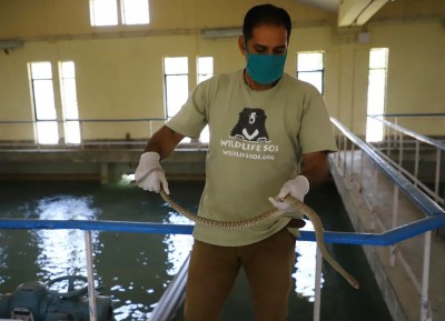 Snake enters water treatment plant to beat the heat Snake enters water treatment plant to beat the heat