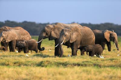 4 poachers arrested in S.Africa's Kruger National Park 4 poachers arrested in S.Africa's Kruger National Park