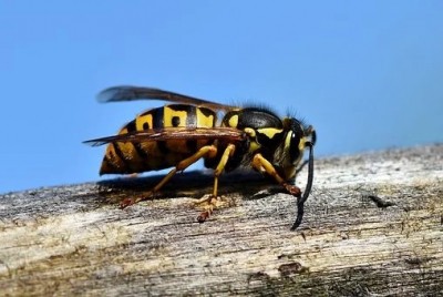 Like bees, wasps 'valuable' for ecosystems, human health Like bees, wasps 'valuable' for ecosystems, human health