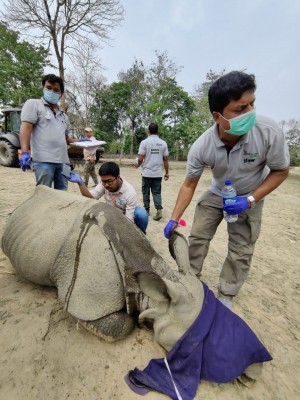Rhino calves rescued during floods in Kaziranga to move to Manas Tiger Reserve Rhino calves rescued during floods in Kaziranga to move to Manas Tiger Reserve