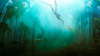 Unusual true love story of a human and an octopus wins Oscar! Unusual true love story of a human and an octopus wins Oscar!