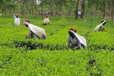 Tea crop prospect looks bleak in Assam, Bengal: Industry body Tea crop prospect looks bleak in Assam, Bengal: Industry body