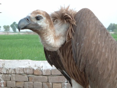 India's plan ensures vultures rule skies once again India's plan ensures vultures rule skies once again