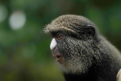 Female putty-nosed monkeys use males as 'hired guns': Study Female putty-nosed monkeys use males as 'hired guns': Study
