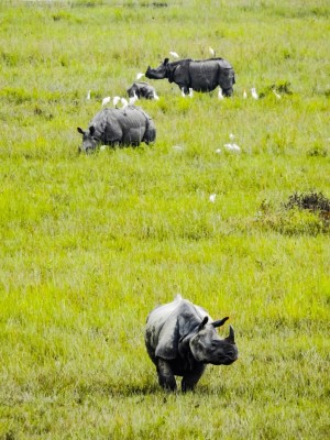 Despite pandemic, Kaziranga attracts 2 lakh tourists in 6 months Despite pandemic, Kaziranga attracts 2 lakh tourists in 6 months