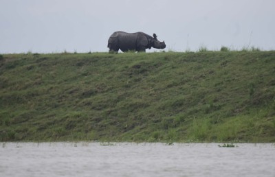 Two rhinos enter Assam village, one captured Two rhinos enter Assam village, one captured